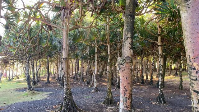 Forest of pandanus utilis, the common screwpine, in Cap Mechant on Reunion Island