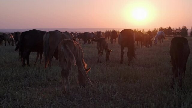 Sunset scene of horses herd feeding on the pasture