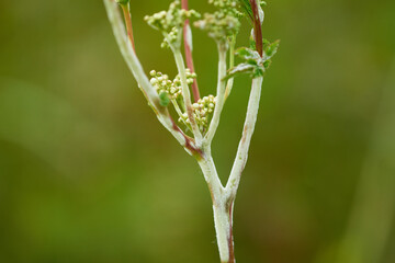 Von Mehltau befallenes Mädesüß	
