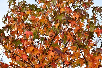 Colourful maple trees in autumn