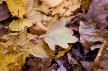 Naklejka na ściany i meble Photo of maple and oak leaves in November