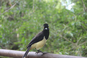 Cyanocorax chrysops