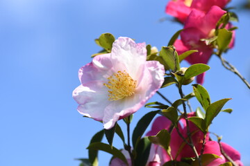 Sasanqua (Camellia Japonica) flowers / Theaceae evergerrn tree.	