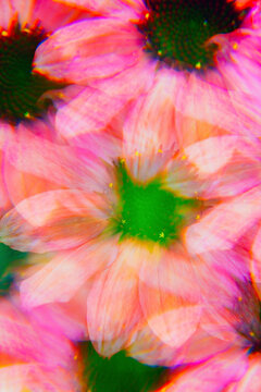 PInk echinacea