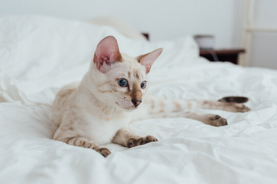 Snow white bengal kitten