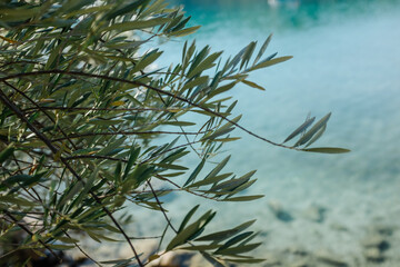 Olive Tree Close Up
