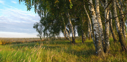 Fototapeta na wymiar Summer rural landscape with golden wheat field and birch trees during sunset