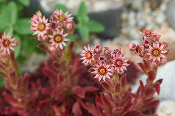 Hauswurz im Steingarten	