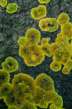 Moss on a rock