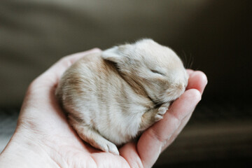 Bunny Sleeping