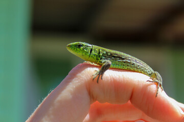 green lizard sitting on hand