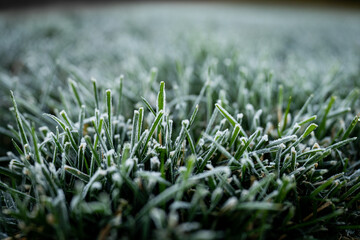 Bamboo grove background with frost covered grass foreground