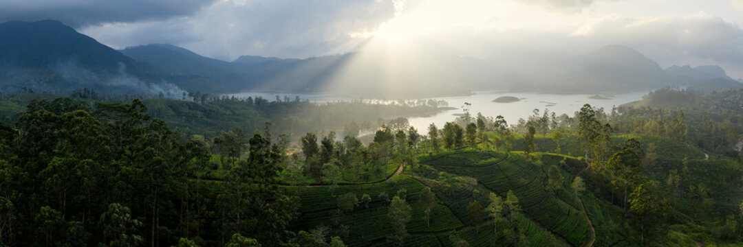 Tea fields