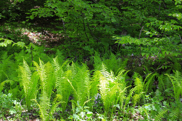 Bush of green fem leaves in the wood