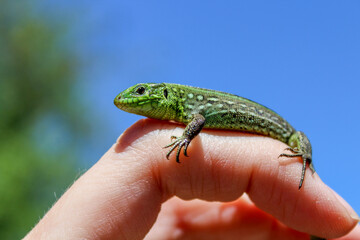green lizard sitting on hand