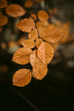 Branch with yellow leaves in park