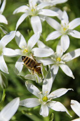 Insect on white flowers, gagea