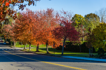 Seatac_Autumn_Street 9
