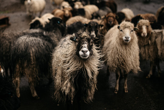 Herd of sheep standing on farmland