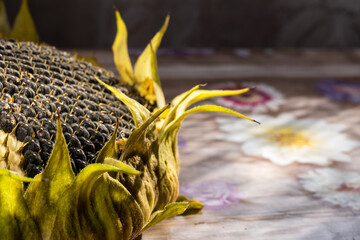sunflower head with seeds on the table under the morning sun