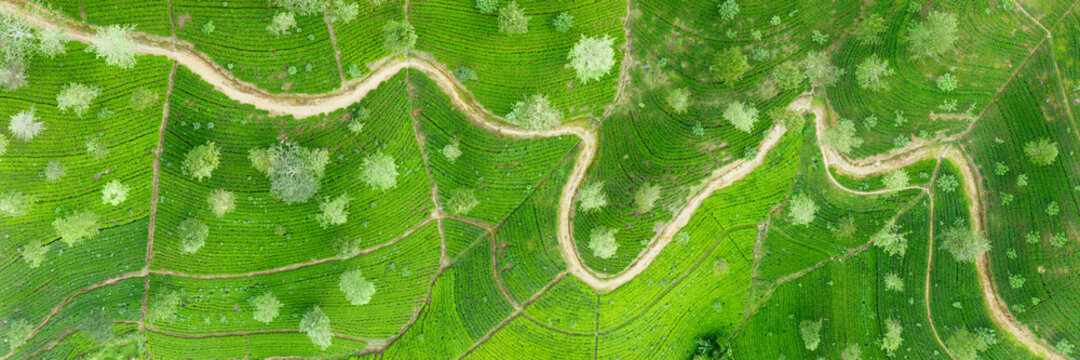 Tea fields