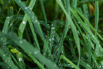 Close up of water drops on overgrown green grass