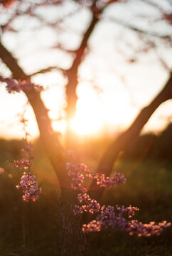 Spring