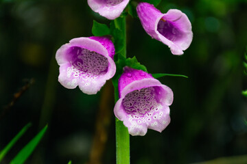 Close up of ping foxglove flowers with water drops © Dave