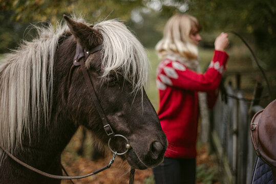 Obedient horse near owner on ranch