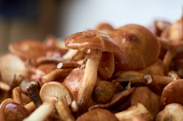 Photo of mushrooms ready to eat