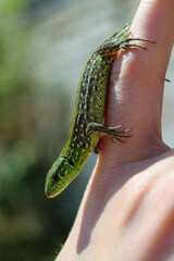 green lizard sitting on hand