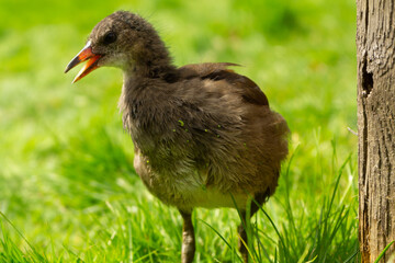 black crowned crane