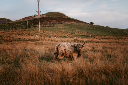Horny cow grazing near hill