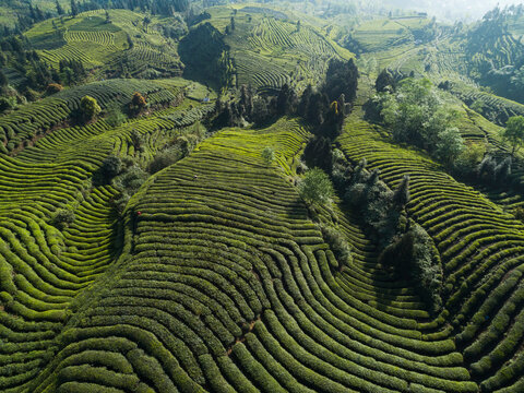 aerial view of the tea farm in spring day