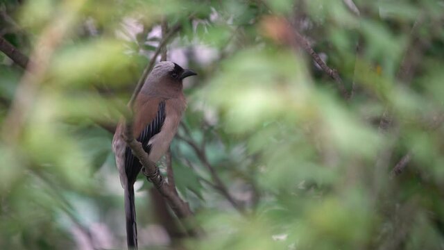 4K, A Grey Treepie, also known as the Himalayan treepie, resting and perched on the branch tree of a forest park at Taipei city. Dendrocitta formosae is an omnivorous bird of Taiwan.-Dan