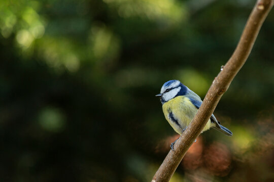 Blue tit on branch