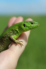 green lizard sitting on hand