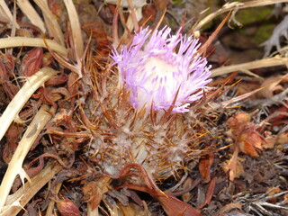 Stemless Atractylis (Atractylis gummifera)