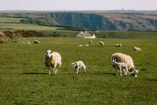 Ewes and their newborn lambs grazing on the west coast of Wales.