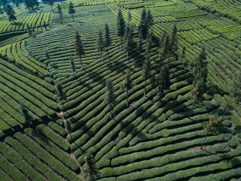aerial view of the tea farm in spring day