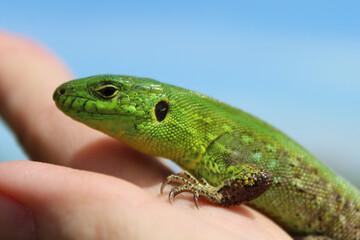 green lizard sitting on hand