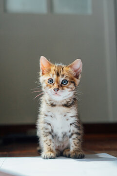 Bengal kitten