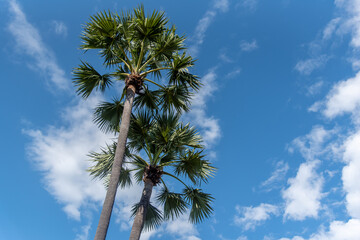 Ant View of Twin sugar palm trees With sky and background.