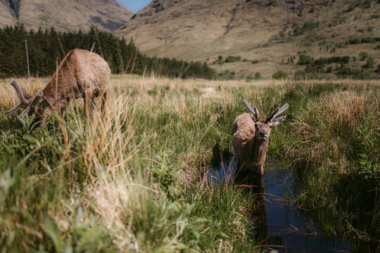Alert deer grazing and drinking water on meadow against mountains in sunny day