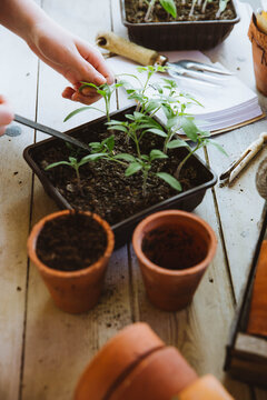 Tomato seedlings