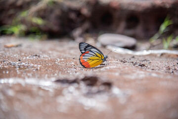 butterfly on the ground