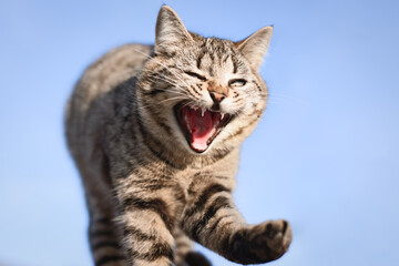 Fototapeta na wymiar Tabby cat open mouth yawns in outdoors