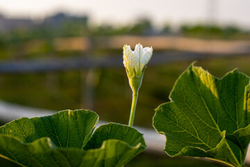 Bottle gourds vegetable white flower at the agriculture farm close up shot