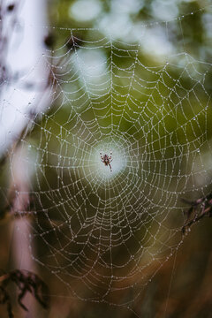 Spider on cobweb among foliage