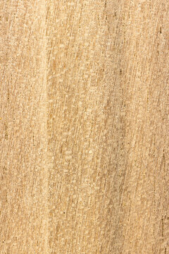 Wood Cross Section Texture Background